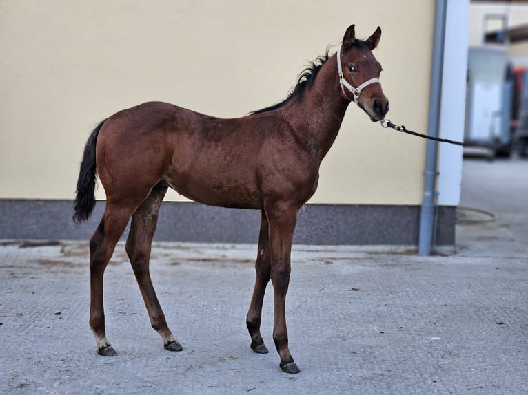 American Quarter Horse Gelding 1 year 13.2 hh Chestnut-Red in Aspach