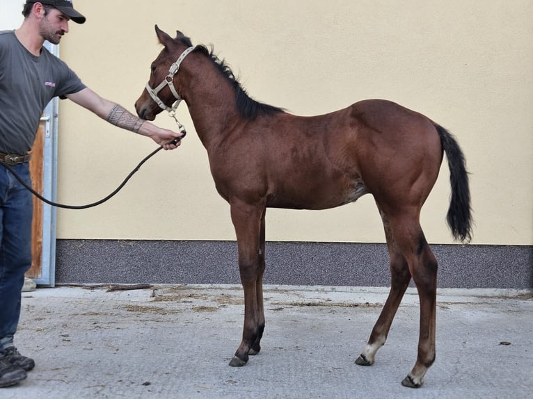 American Quarter Horse Gelding 1 year 13.2 hh Chestnut-Red in Aspach