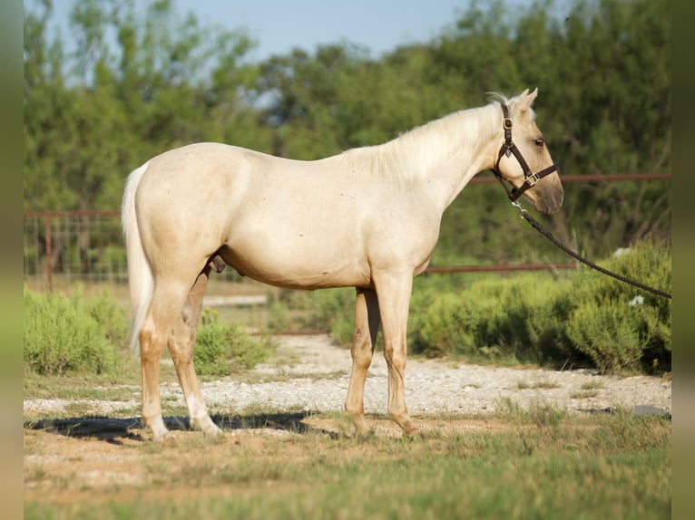 American Quarter Horse Gelding 1 year 13 hh Palomino in Graham