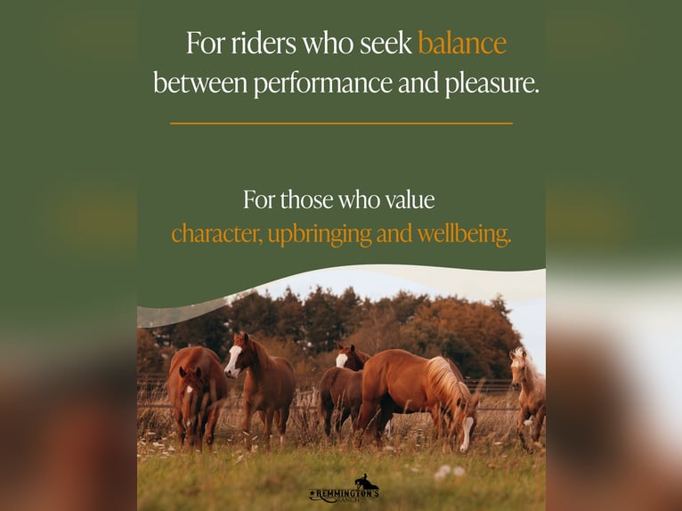 American Quarter Horse Gelding 1 year 13,1 hh Chestnut-Red in Arendonk