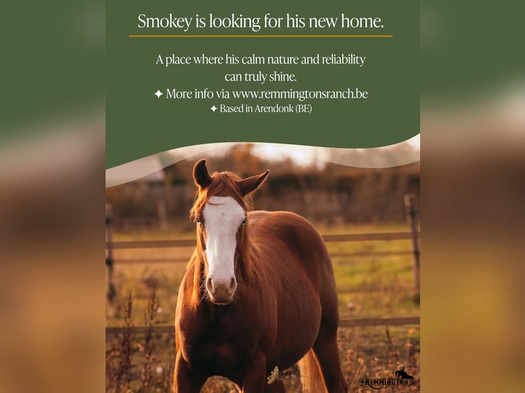 American Quarter Horse Gelding 1 year 13,1 hh Chestnut-Red in Arendonk