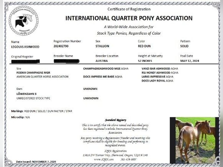 American Quarter Horse Mix Gelding 1 year 13,3 hh Red Dun in St. Koloman