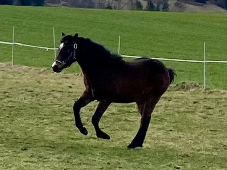 American Quarter Horse Gelding 1 year 14,2 hh Bay-Dark in Eglfing