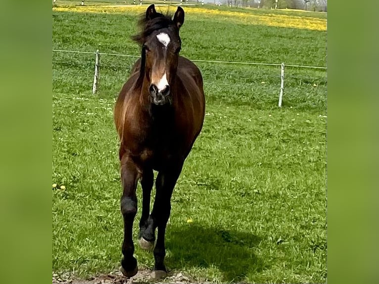 American Quarter Horse Gelding 1 year 14,2 hh Bay-Dark in Eglfing