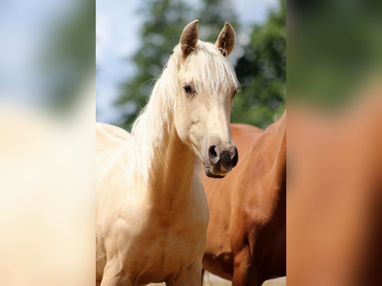 American Quarter Horse Gelding 1 year 14,2 hh Palomino in Stade