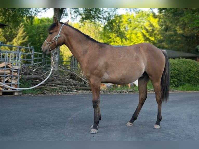 American Quarter Horse Gelding 1 year 14.2 hh  in Dahlem
