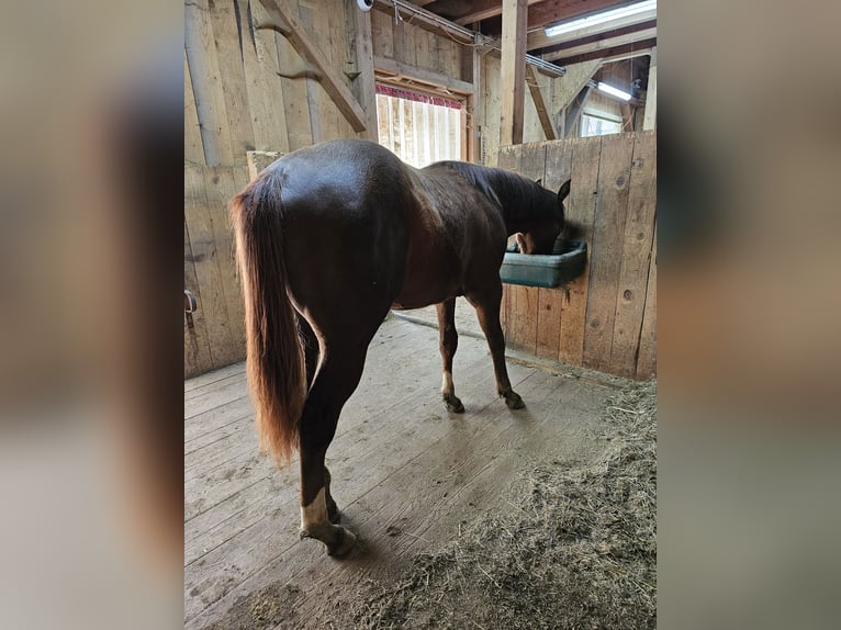 American Quarter Horse Gelding 1 year 14 hh Chestnut in Arnbruck