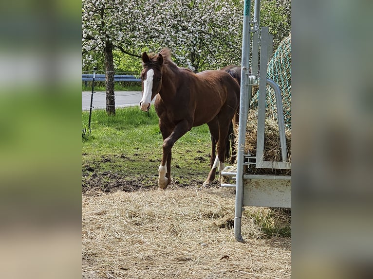 American Quarter Horse Gelding 1 year 14 hh Chestnut in Arnbruck