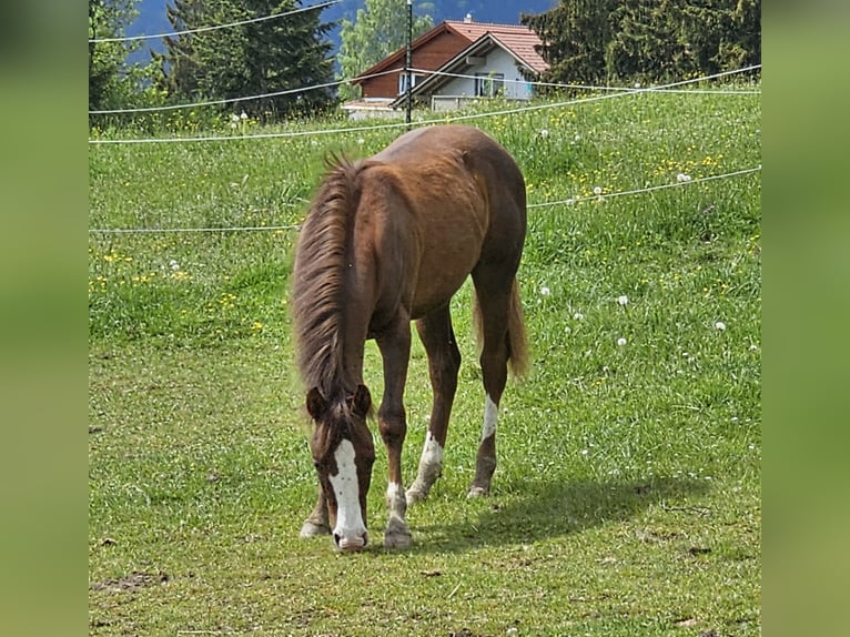 American Quarter Horse Gelding 1 year 14 hh Chestnut in Arnbruck