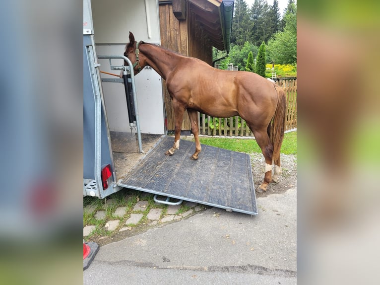 American Quarter Horse Gelding 1 year 14 hh Chestnut in Arnbruck