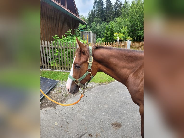 American Quarter Horse Gelding 1 year 14 hh Chestnut in Arnbruck