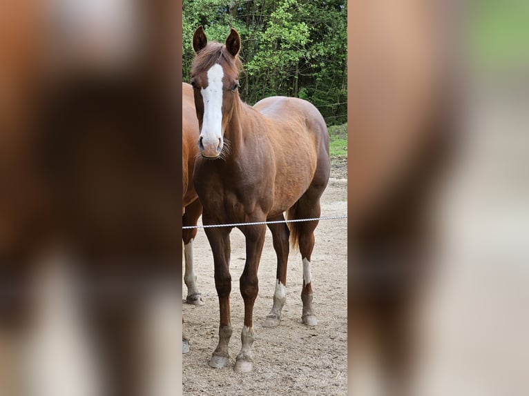 American Quarter Horse Gelding 1 year 14 hh Chestnut in Arnbruck