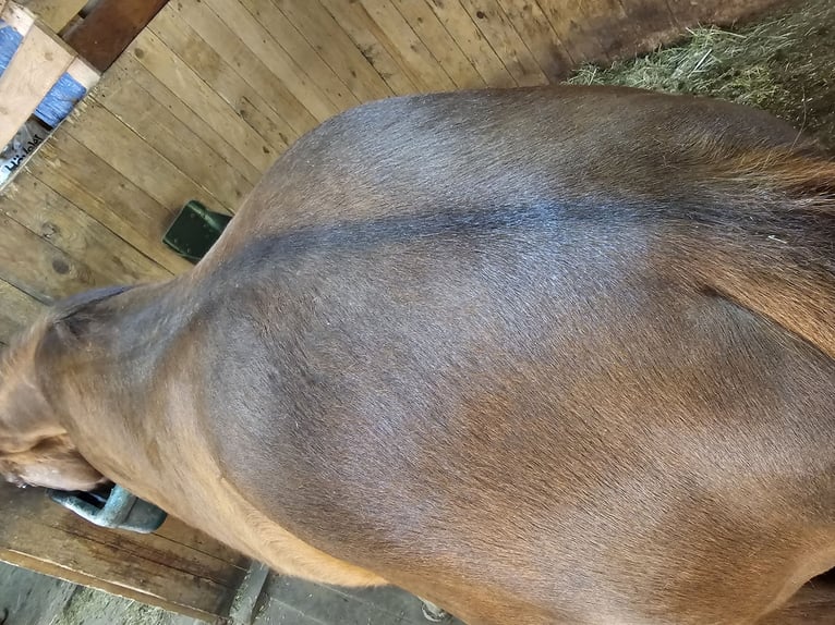 American Quarter Horse Gelding 1 year 14 hh Chestnut in Arnbruck