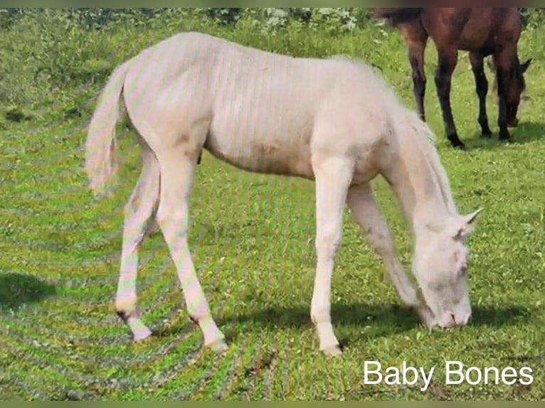 American Quarter Horse Gelding 1 year 14 hh Perlino in Cisco
