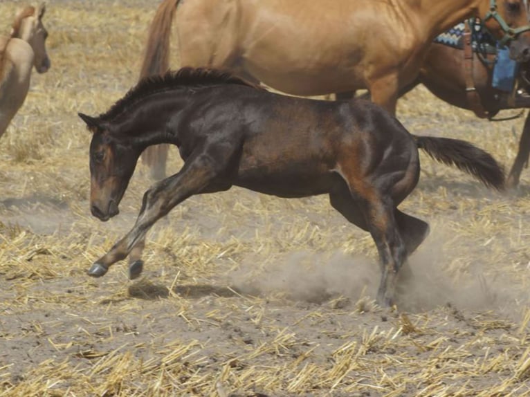 American Quarter Horse Gelding 1 year 14,1 hh Bay-Dark in Linsburg