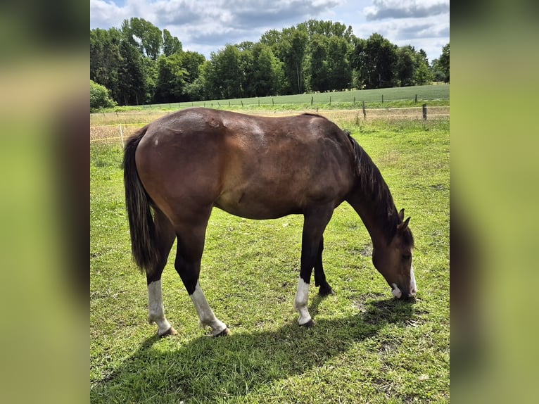 American Quarter Horse Gelding 1 year 14,2 hh Bay-Dark in Harpstedt