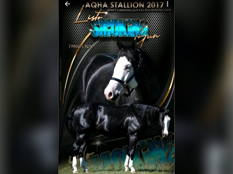 American Quarter Horse Gelding 1 year 14,2 hh Bay-Dark in Harpstedt