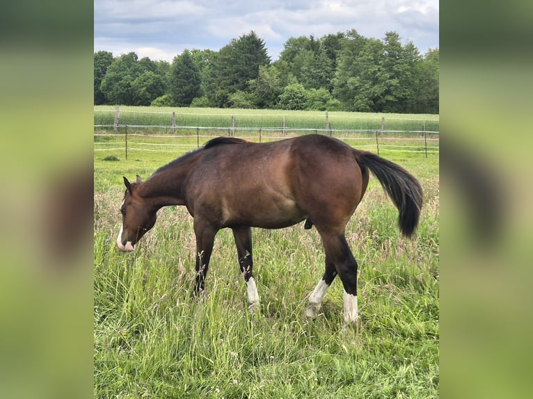 American Quarter Horse Gelding 1 year 14,2 hh Bay-Dark in Harpstedt