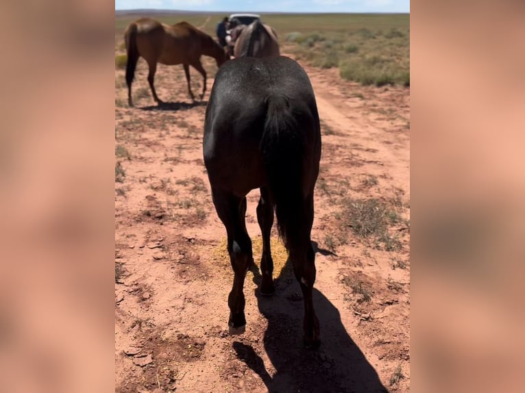 American Quarter Horse Gelding 1 year 15 hh Black in Chambers