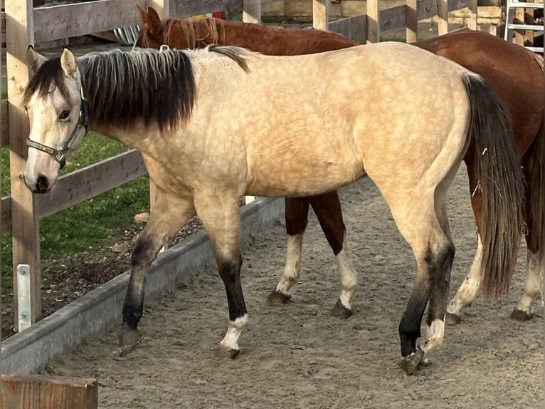 American Quarter Horse Gelding 1 year 15 hh Buckskin in Duingen