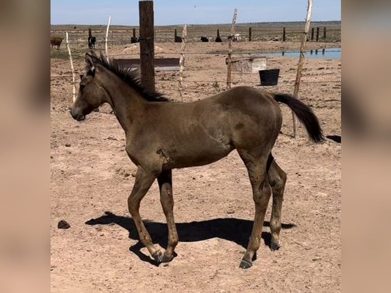 American Quarter Horse Gelding 1 year 15 hh Buckskin in Chambers