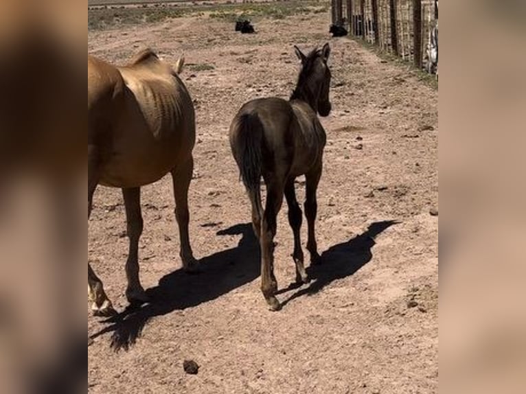 American Quarter Horse Gelding 1 year 15 hh Buckskin in Chambers