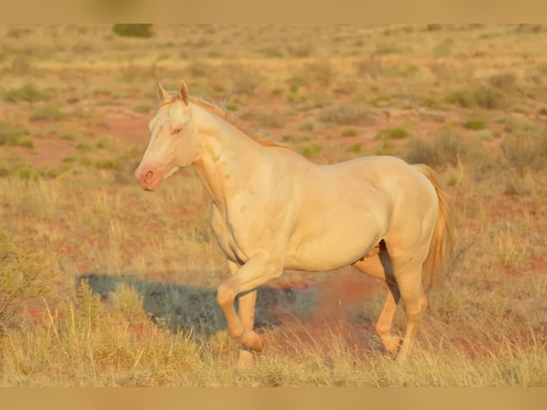 American Quarter Horse Gelding 1 year 15 hh Buckskin in Chambers