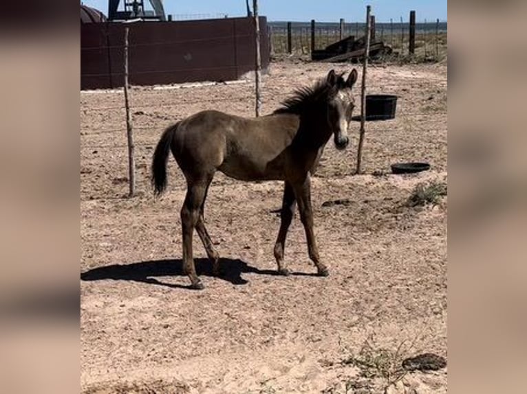 American Quarter Horse Gelding 1 year 15 hh Buckskin in Chambers