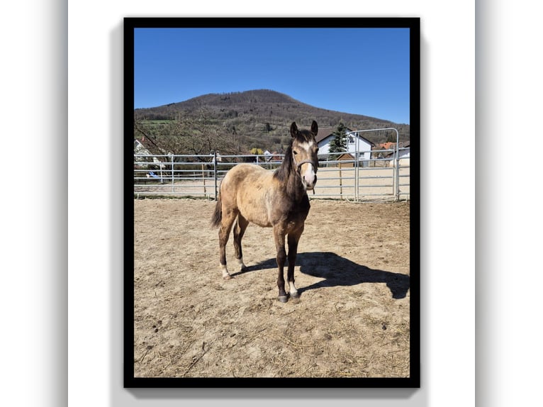 American Quarter Horse Gelding 1 year 15 hh Buckskin in Tann