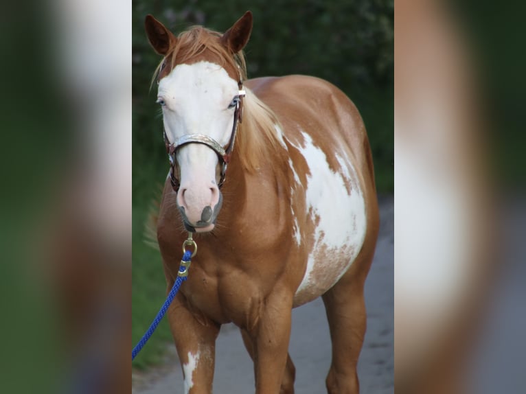 American Quarter Horse Gelding 1 year 15 hh Overo-all-colors in Schwarzach