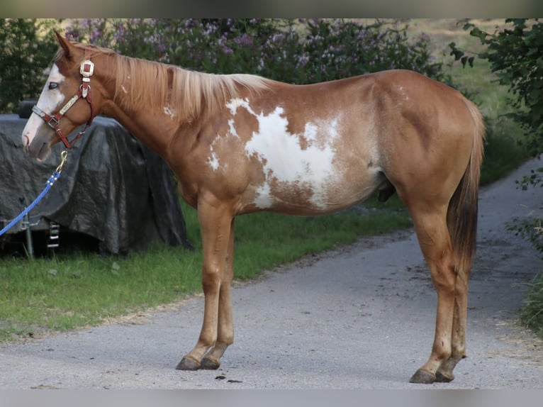 American Quarter Horse Gelding 1 year 15 hh Overo-all-colors in Schwarzach