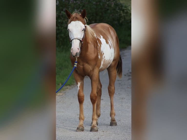 American Quarter Horse Gelding 1 year 15 hh Overo-all-colors in Schwarzach