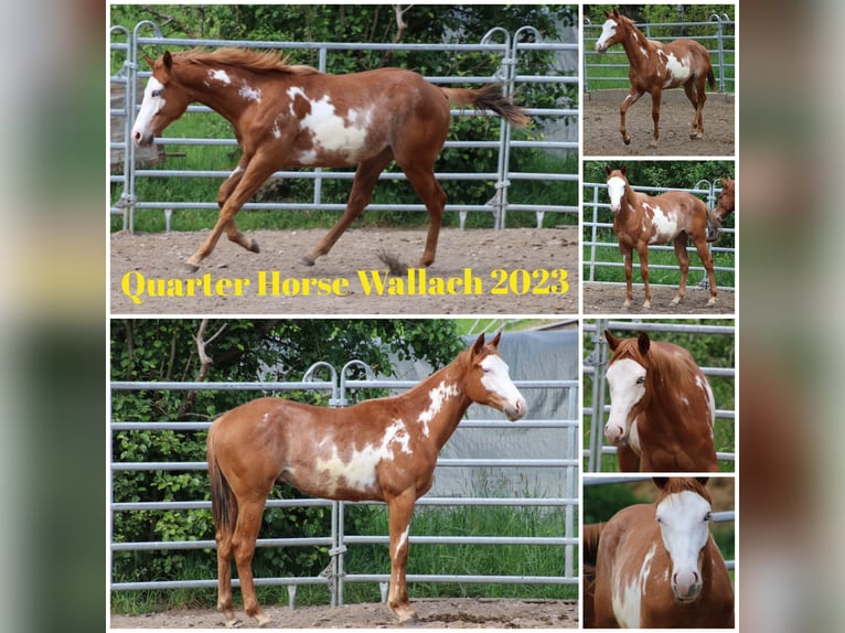 American Quarter Horse Gelding 1 year 15 hh Overo-all-colors in Schwarzach