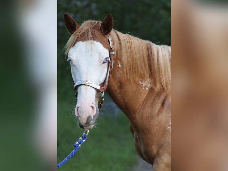 American Quarter Horse Gelding 1 year 15 hh Overo-all-colors in Schwarzach