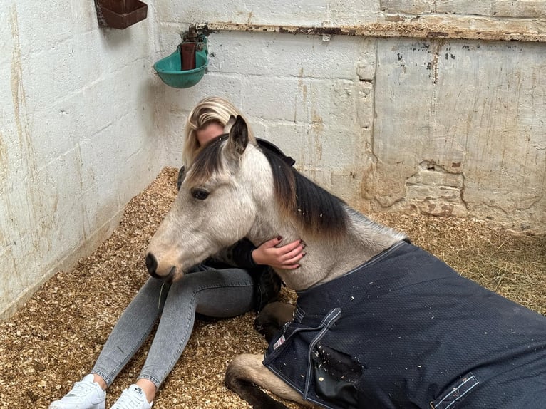 American Quarter Horse Mix Gelding 1 year 15,1 hh Buckskin in Zillebeke