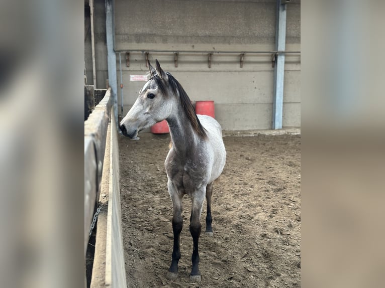 American Quarter Horse Mix Gelding 1 year 15,1 hh Buckskin in Zillebeke