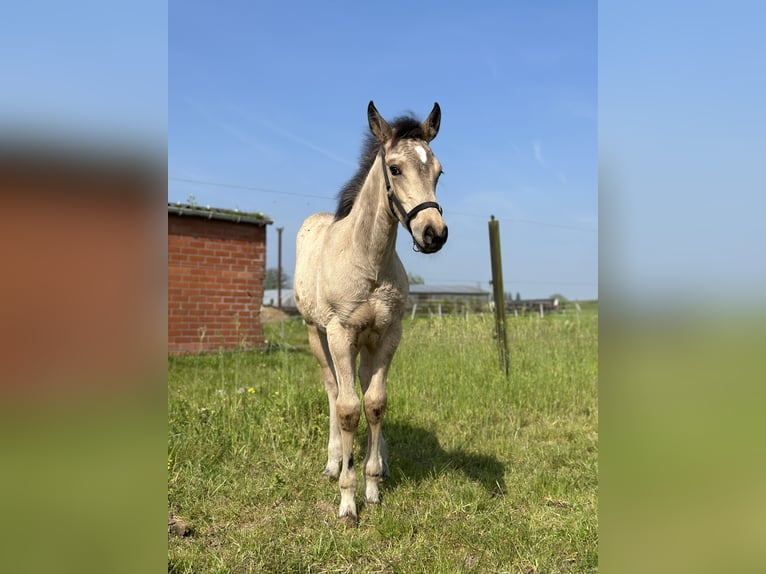 American Quarter Horse Mix Gelding 1 year 15,1 hh Buckskin in Zillebeke