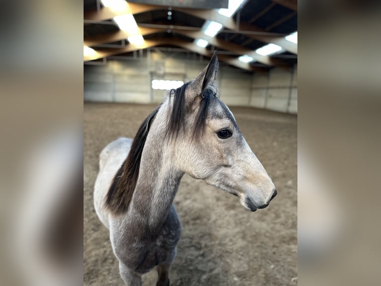 American Quarter Horse Mix Gelding 1 year 15,1 hh Buckskin in Zillebeke