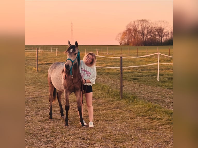 American Quarter Horse Mix Gelding 1 year 15,1 hh Buckskin in Zillebeke