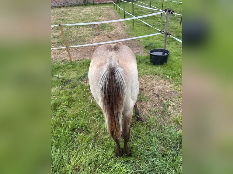 American Quarter Horse Mix Gelding 1 year 15,1 hh Buckskin in Zillebeke