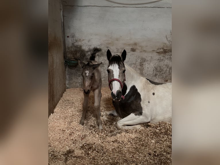 American Quarter Horse Mix Gelding 1 year 15,1 hh Buckskin in Zillebeke