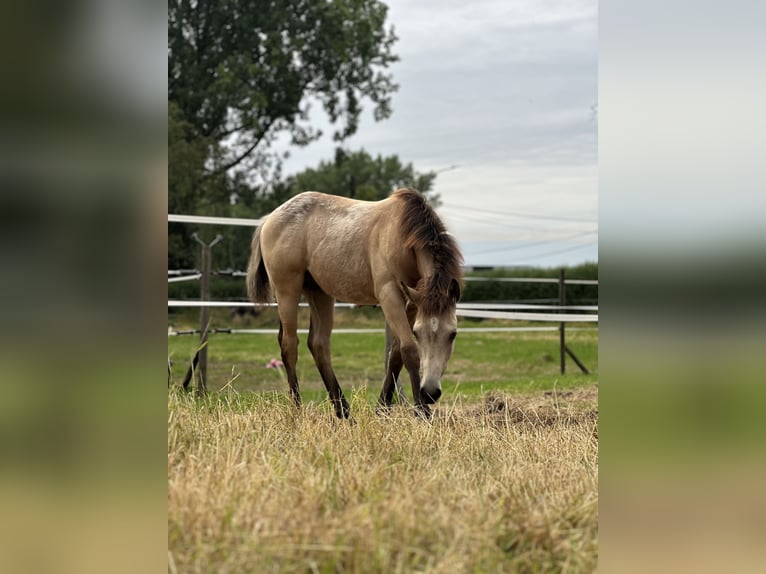 American Quarter Horse Mix Gelding 1 year 15,1 hh Buckskin in Zillebeke