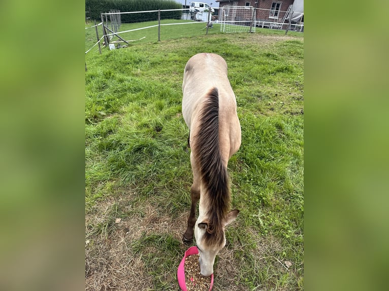 American Quarter Horse Mix Gelding 1 year 15,1 hh Buckskin in Zillebeke