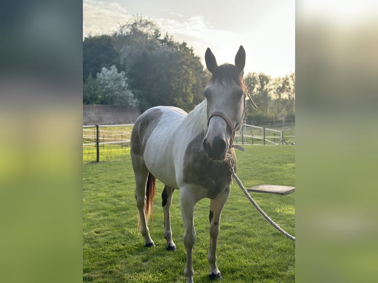 American Quarter Horse Mix Gelding 1 year 15,1 hh Buckskin in Zillebeke