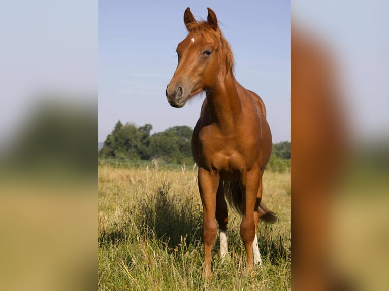 American Quarter Horse Gelding 1 year 15,1 hh Chestnut-Red in Igling