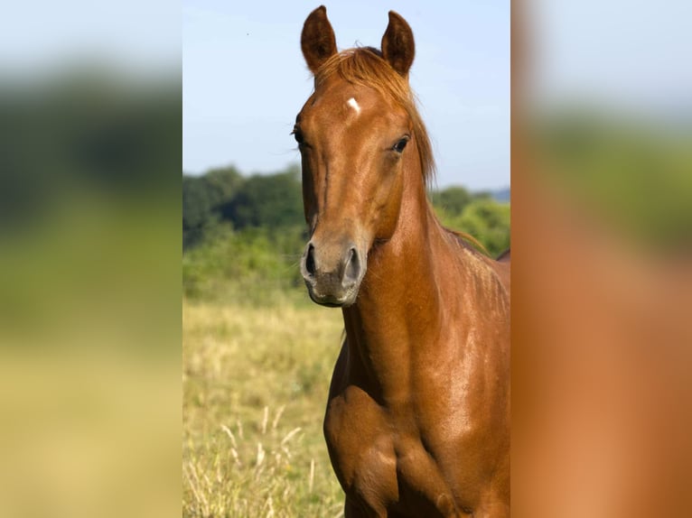 American Quarter Horse Gelding 1 year 15,1 hh Chestnut-Red in Igling