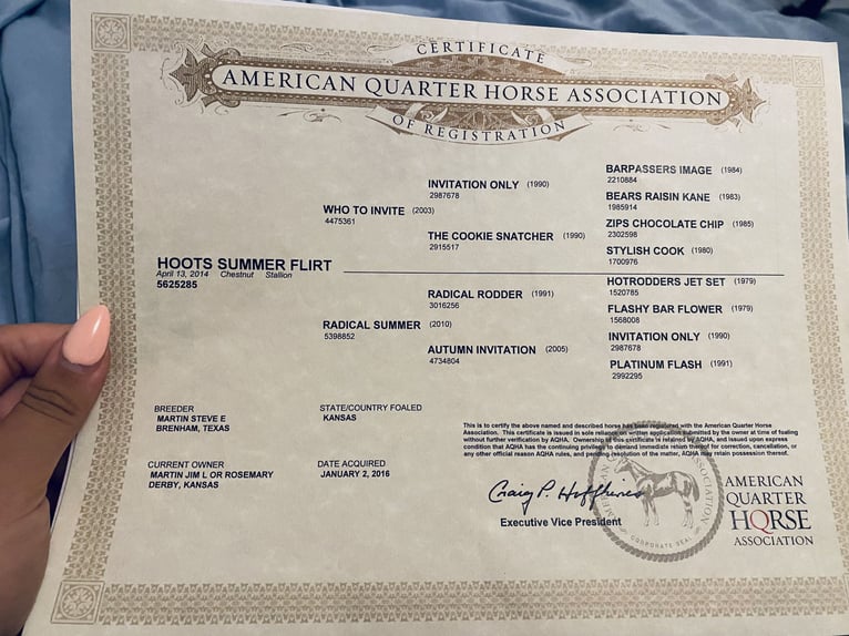 American Quarter Horse Gelding 1 year 16 hh Sorrel in Marlow