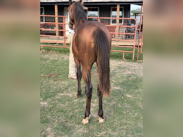 American Quarter Horse Gelding 1 year Bay in Kirksey