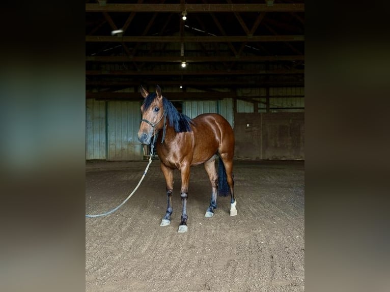 American Quarter Horse Gelding 1 year Bay in West Mansfield