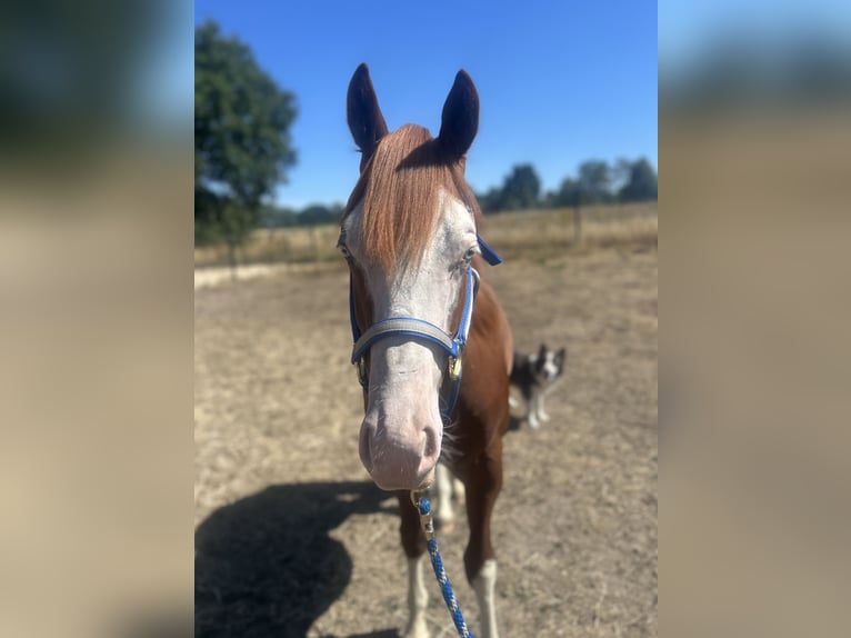 American Quarter Horse Gelding 1 year Chestnut-Red in Hamont